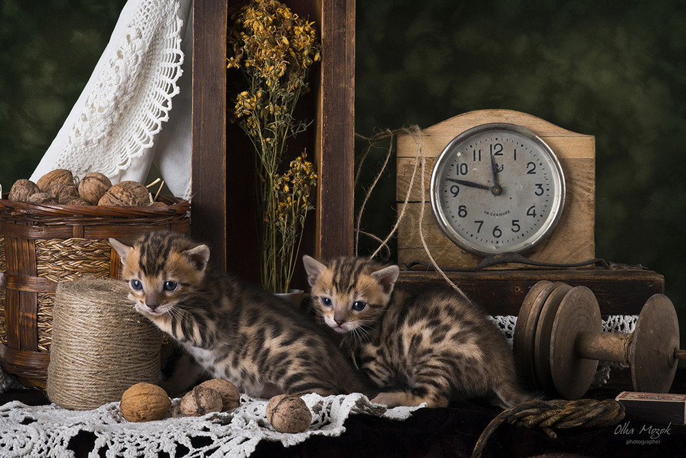 Фотографія Натюрморт с бенгальскими котятами / Ольга Мозок / photographers.ua