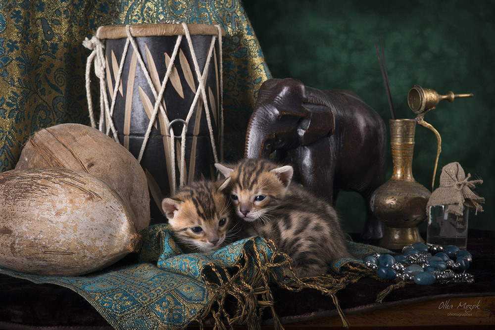 Фотографія Натюрморт с бенгальскими котятами II / Ольга Мозок / photographers.ua