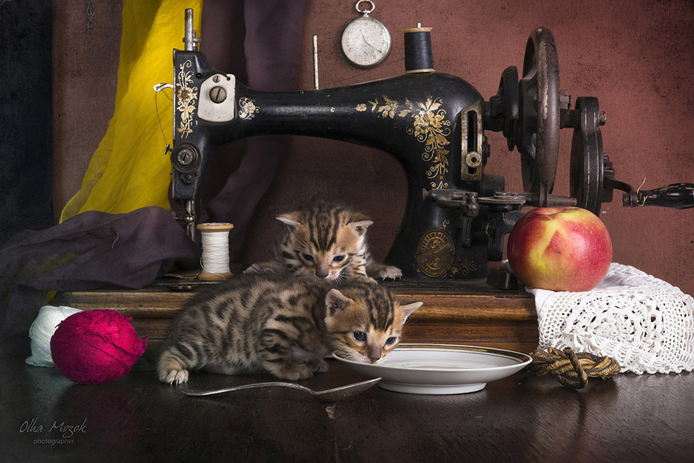 Фотографія Натюрморт с бенгальскими котятами IV / Ольга Мозок / photographers.ua