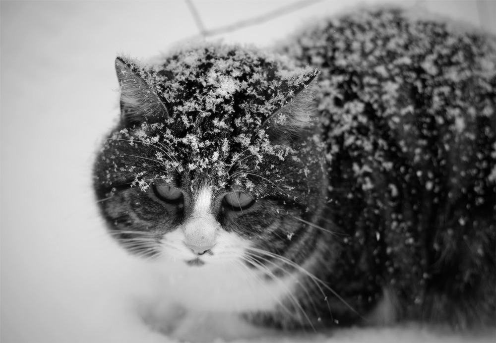 Фотографія winter cat / disciple / photographers.ua