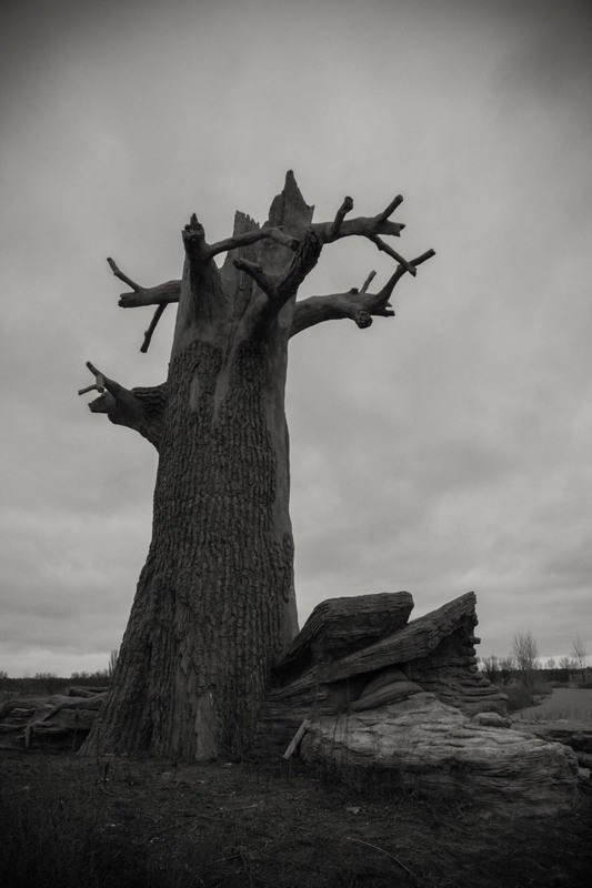 Фотографія Кам'яне дерево. / Александр Радчук / photographers.ua