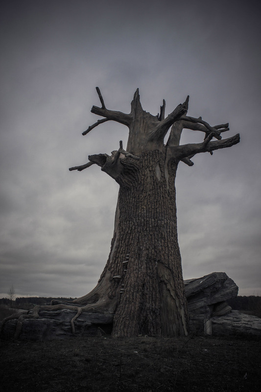 Фотографія Кам'яне дерево / Александр Радчук / photographers.ua