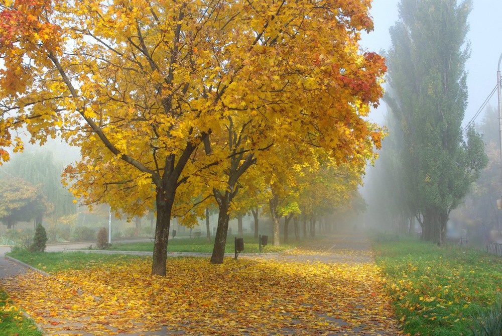 Фотографія туманная осень... / Алла Счастливая / photographers.ua