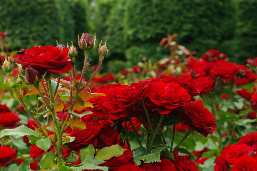 Фотографія миллион алых роз... / Алла Счастливая / photographers.ua