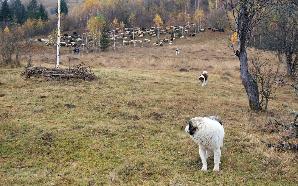 Фотографія Вівці спустились з полонин / Sergej Palko / photographers.ua