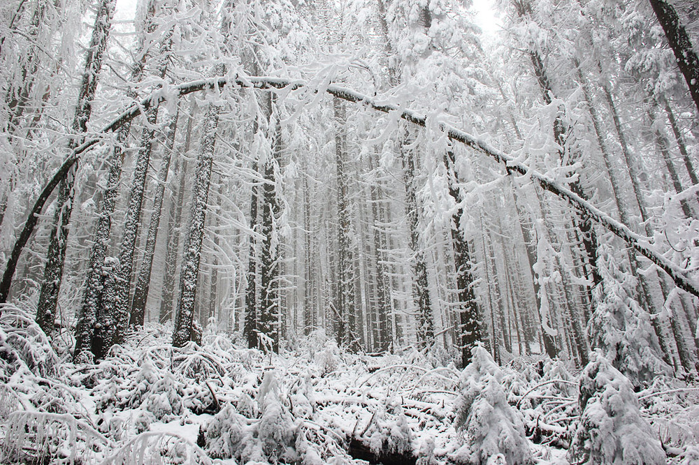 Фотографія Зимова лісова арка / Sergej Palko / photographers.ua