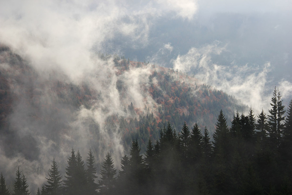 Фотографія Осінні тумани Карпат / Sergej Palko / photographers.ua