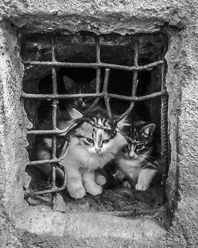 Фотографія Детки в клетке... / Марина Радкевич / photographers.ua