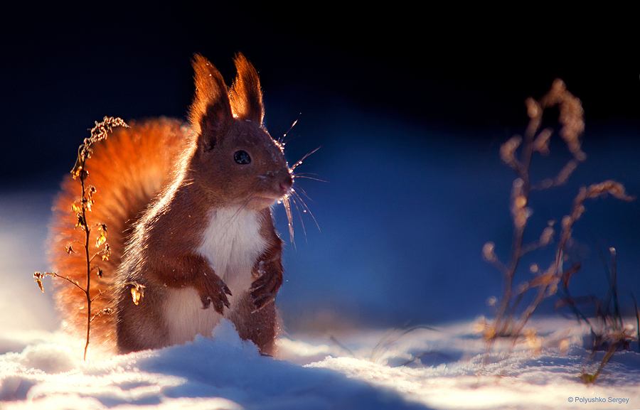 Фотографія Животные / Polyushko Sergey / photographers.ua