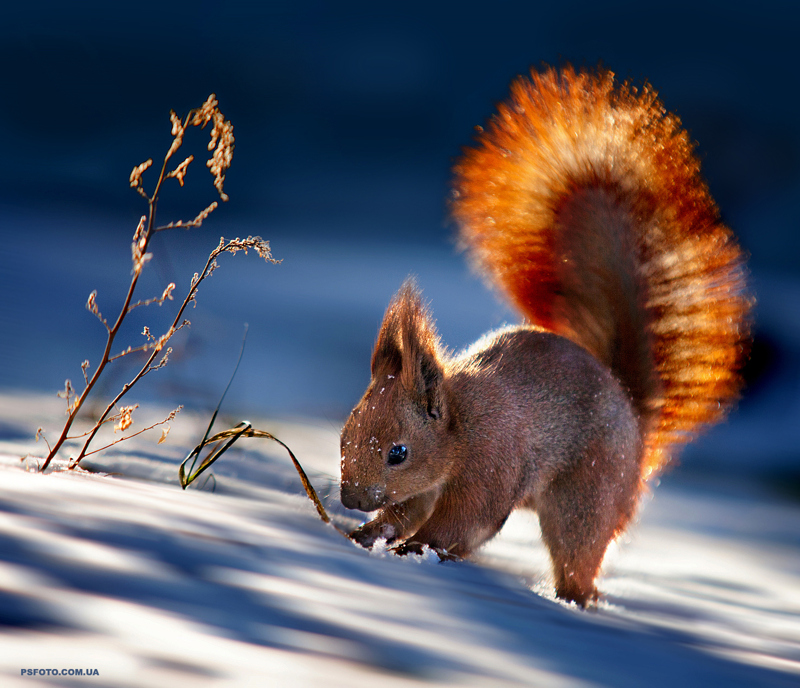 Фотографія В лучах зимнего солнца / Polyushko Sergey / photographers.ua