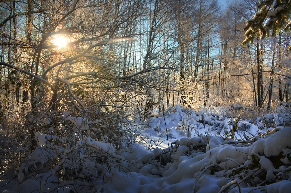 Фотографія Зимовий ранок чарівний / Лидия Цапко / photographers.ua