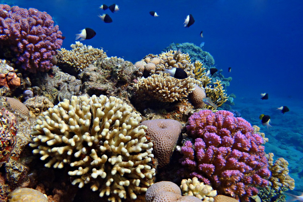 Фотографія Коррал / Дмитрий Спивак / photographers.ua