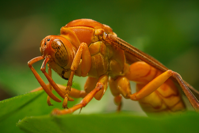 Фотографія China's Wasp / AzamaTT / photographers.ua