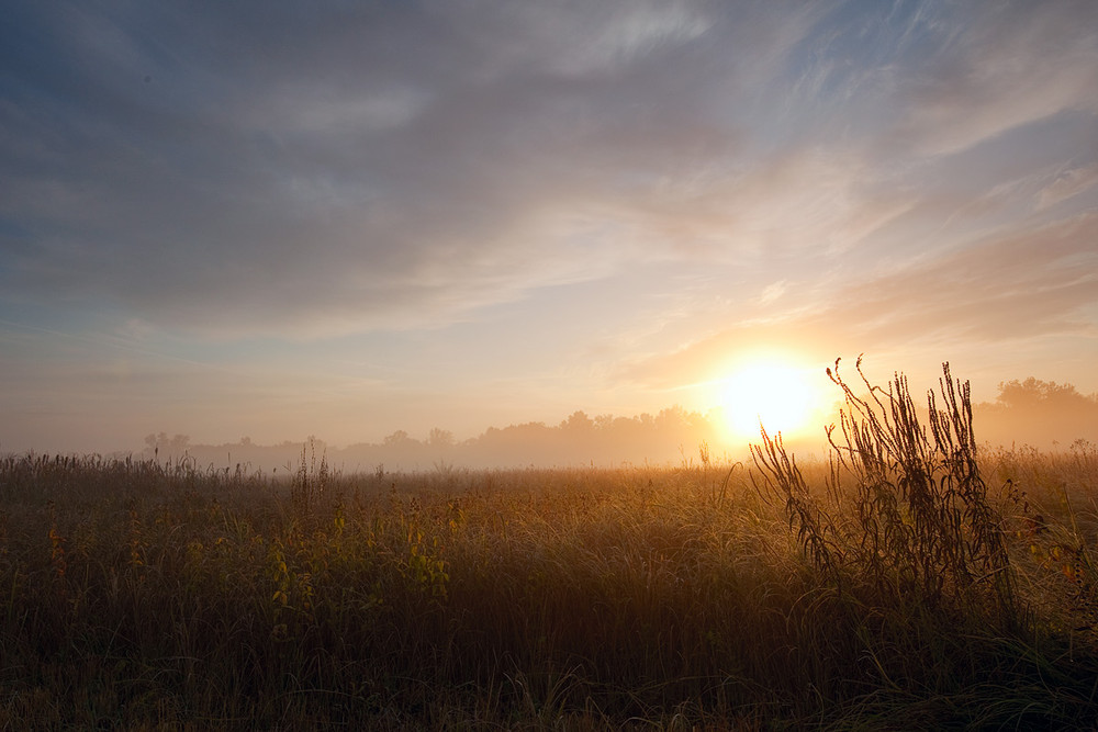 Фотографія Morning on a meadow / Роман Николаев / photographers.ua