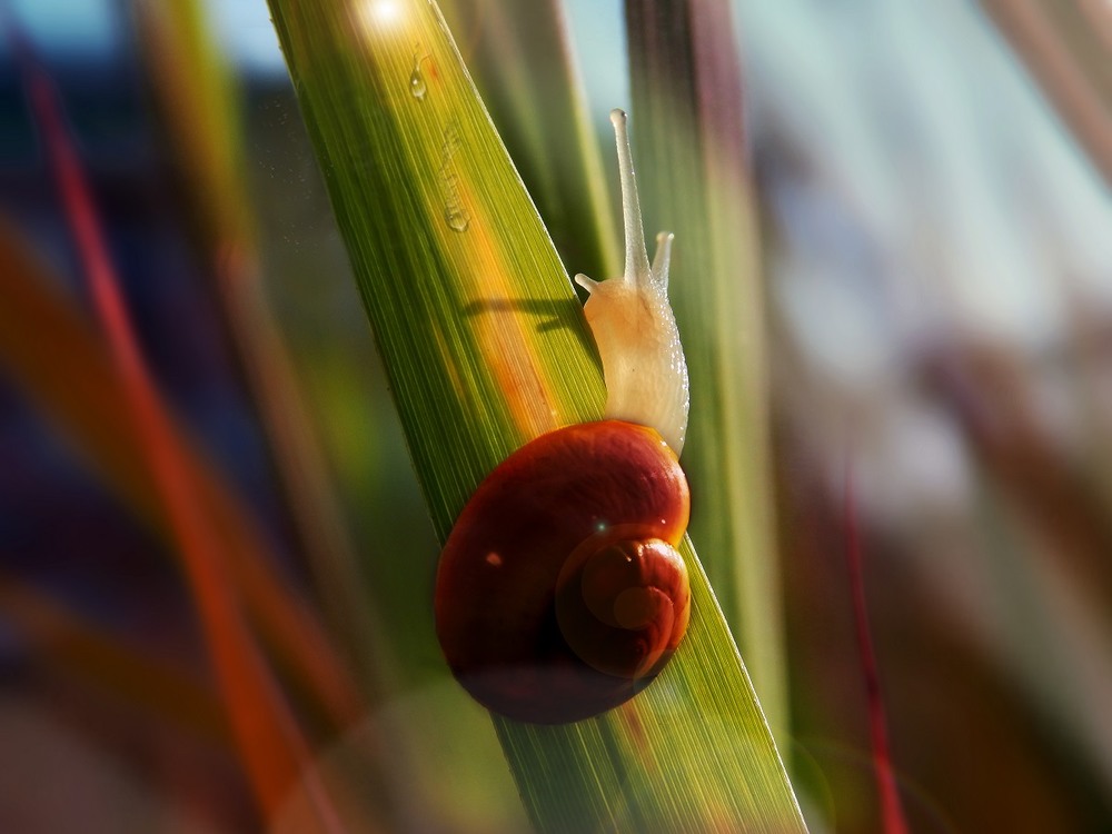 Фотографія just a snail.... / Dasha Starkina / photographers.ua