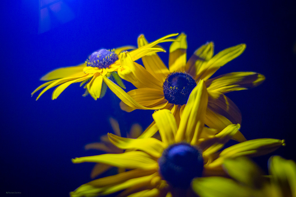 Фотографія blue&yellow&night / RZ Ruslan / photographers.ua