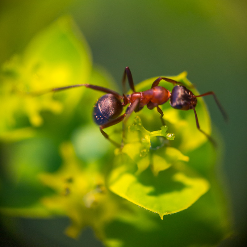 Фотографія паралельний всесвіт. грація мурахи / RZ Ruslan / photographers.ua