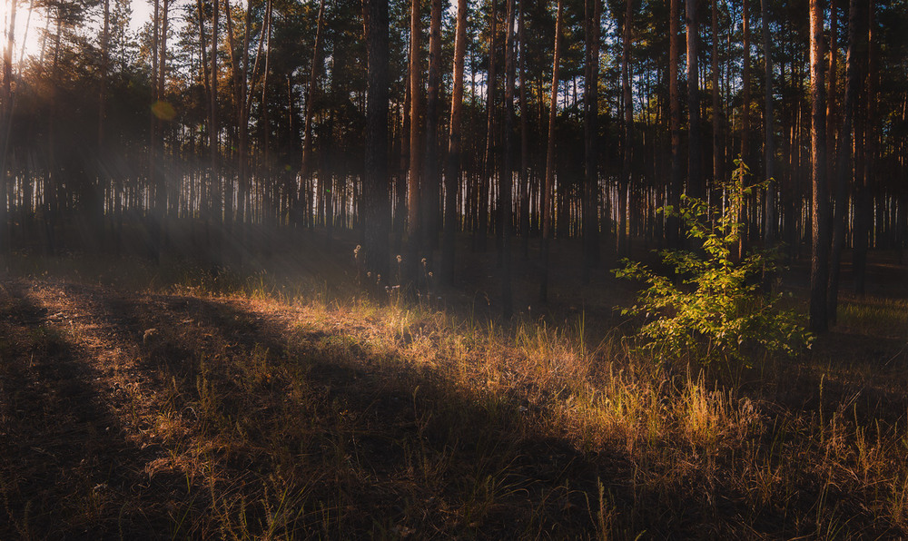Фотографія Утро в лесу / Роман / photographers.ua