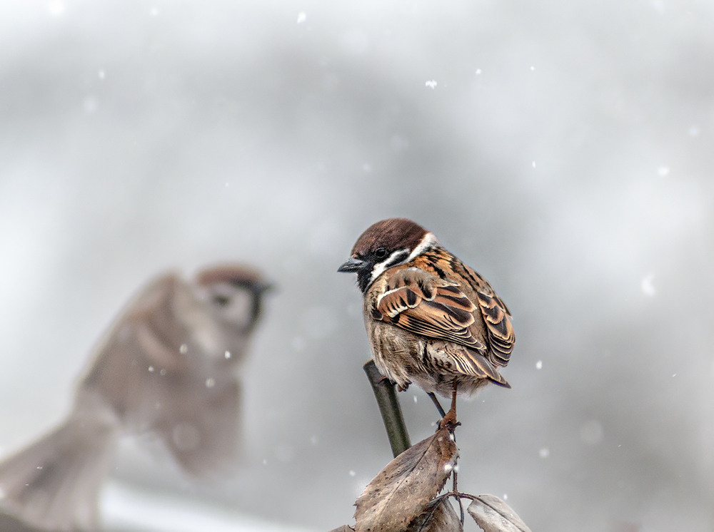 Фотографія Зима / Наталя / photographers.ua