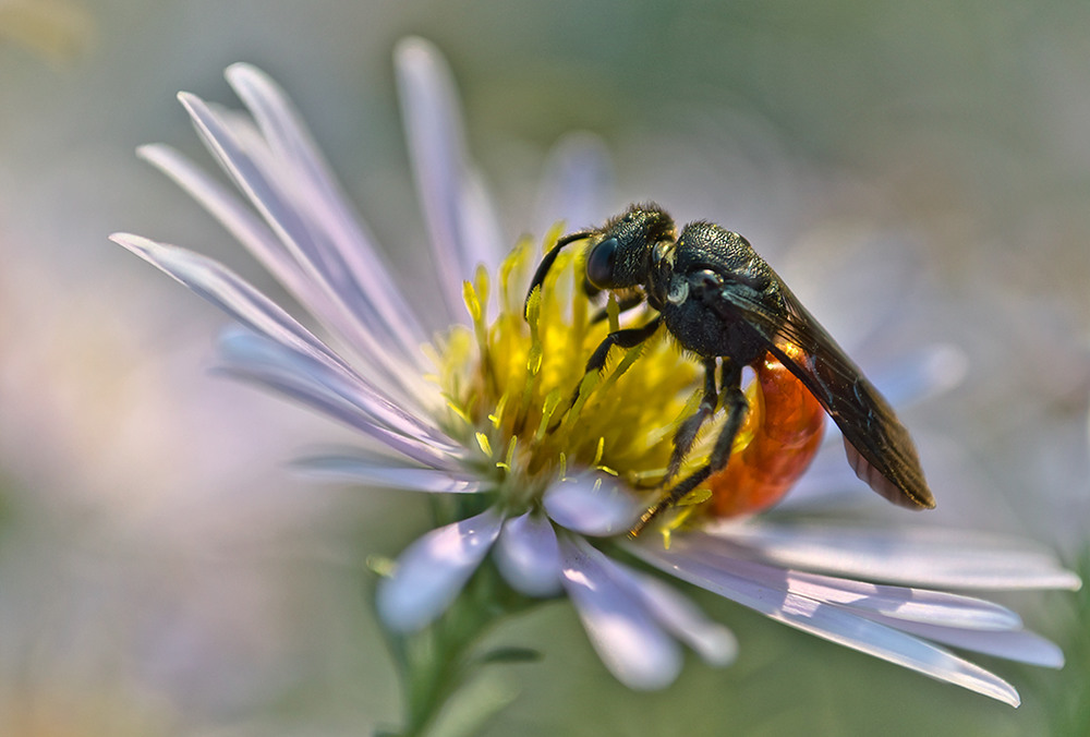 Фотографія Пчела-галикт сфекодес — Sphecodes sp / Наталя / photographers.ua