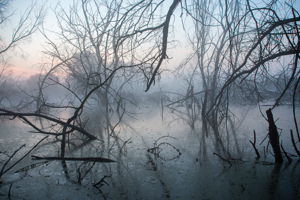 Фотографія Утро на болоте... / Сергей Добровольский / photographers.ua