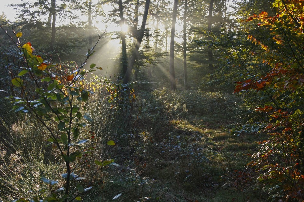 Фотографія Бабье лето, пробуждение - 2 / geokon (Александр) / photographers.ua