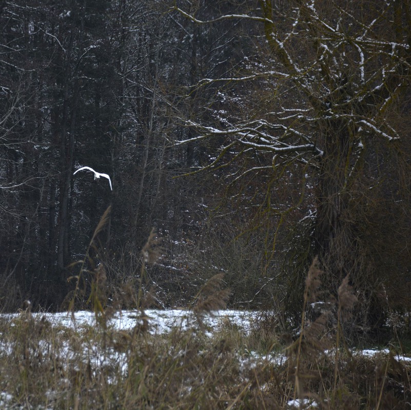 Фотографія У тёмного зимнего леса / geokon (Александр) / photographers.ua