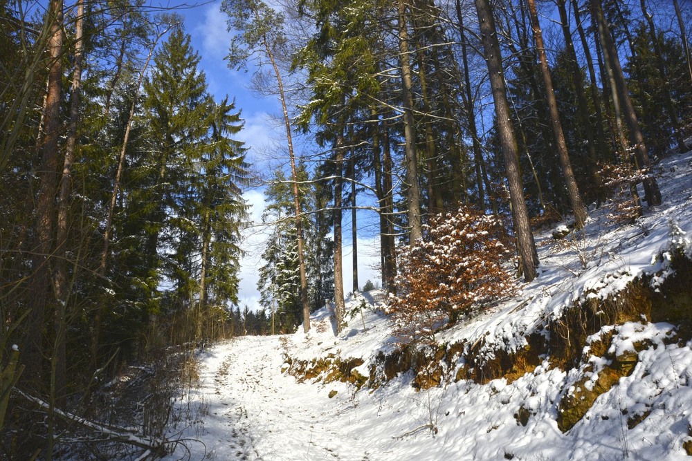 Фотографія В приятную зимнюю погоду / geokon (Александр) / photographers.ua