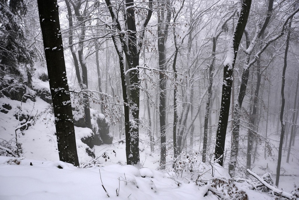 Фотографія У зимовому горному лісі / geokon (Александр) / photographers.ua