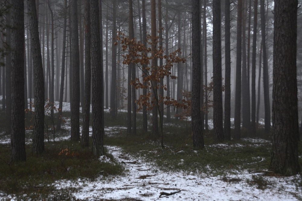 Фотографія В туманном лесу / geokon (Александр) / photographers.ua