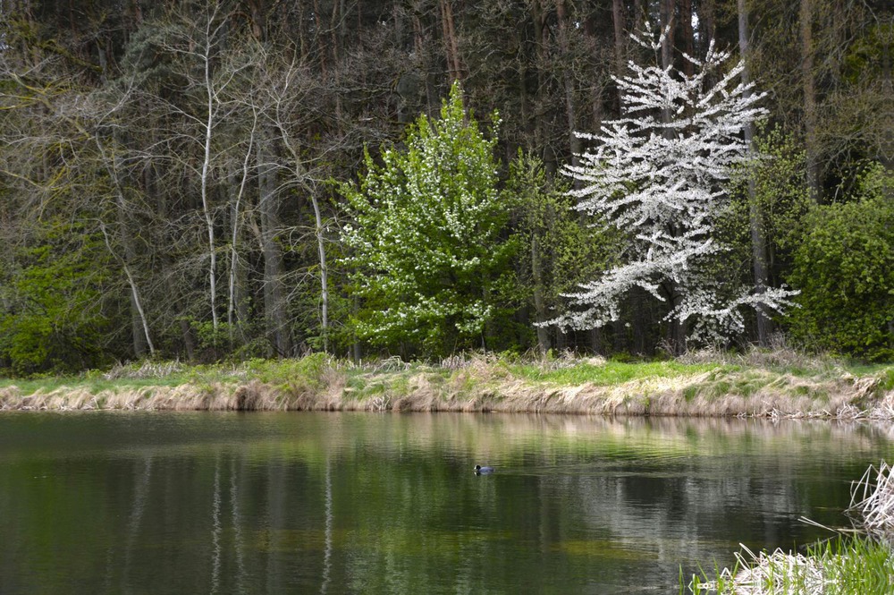 Фотографія Весна на озере / geokon (Александр) / photographers.ua