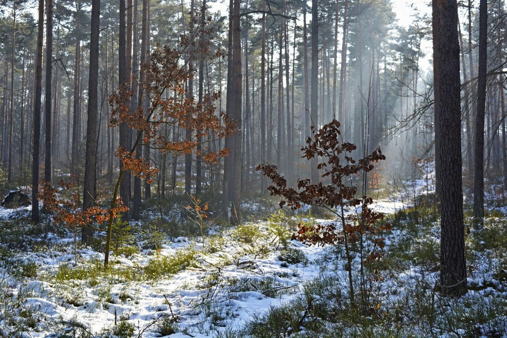 Фотографія То ли осень, то ли зима 2 / geokon (Александр) / photographers.ua