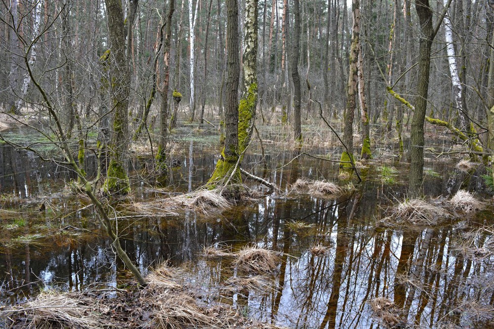 Фотографія Гуляя по весеннему лесу / geokon (Александр) / photographers.ua