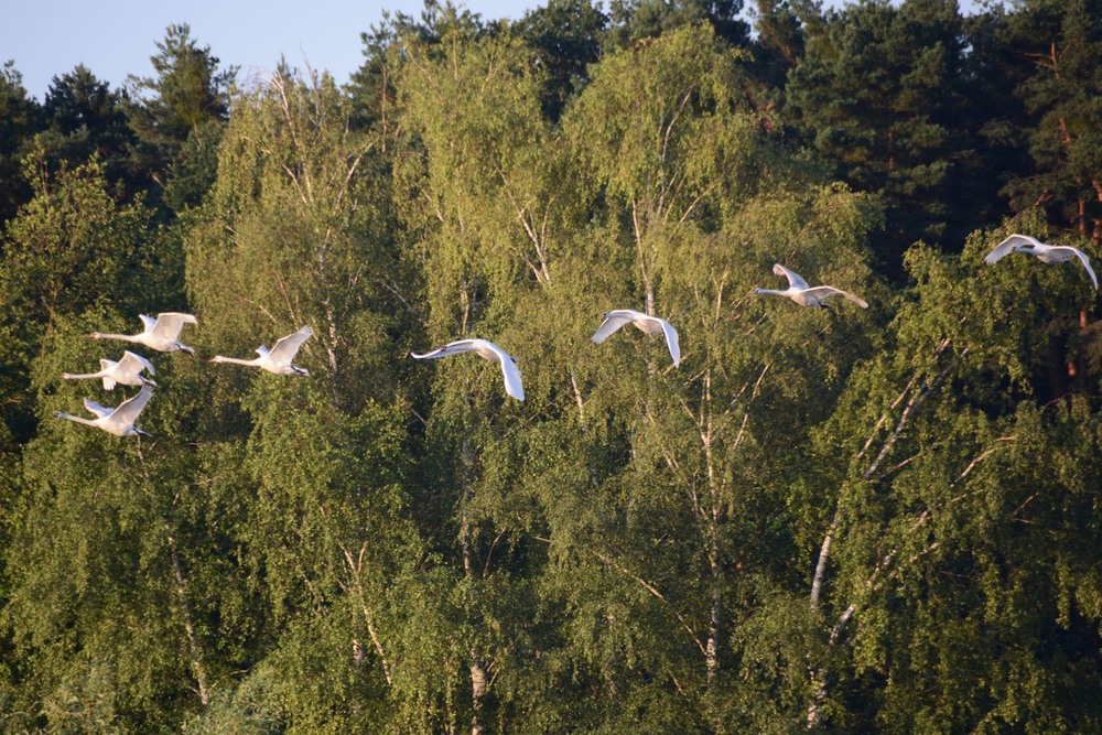 Фотографія Летели лебеди... / geokon (Александр) / photographers.ua