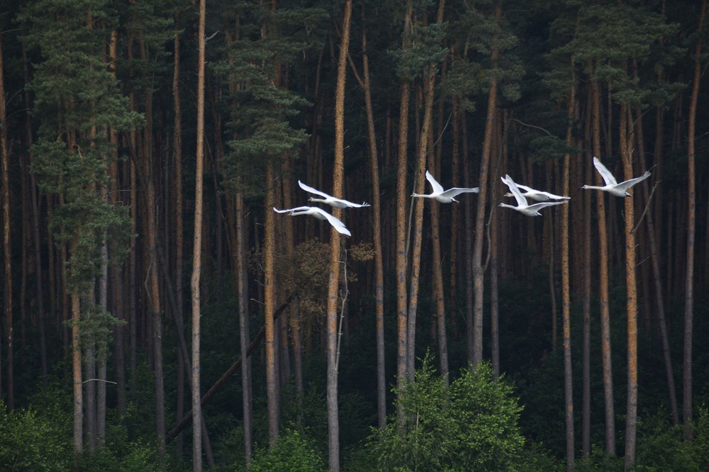 Фотографія Лебеди летели тёмным лесом / geokon (Александр) / photographers.ua