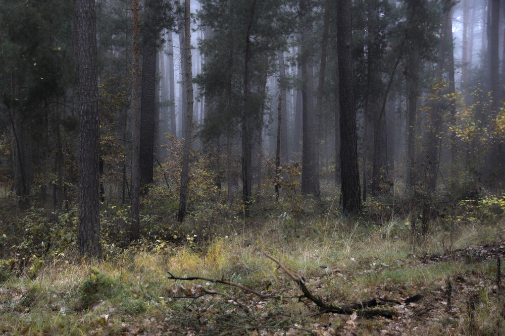 Фотографія Туманное утро в осеннем лесу / geokon (Александр) / photographers.ua