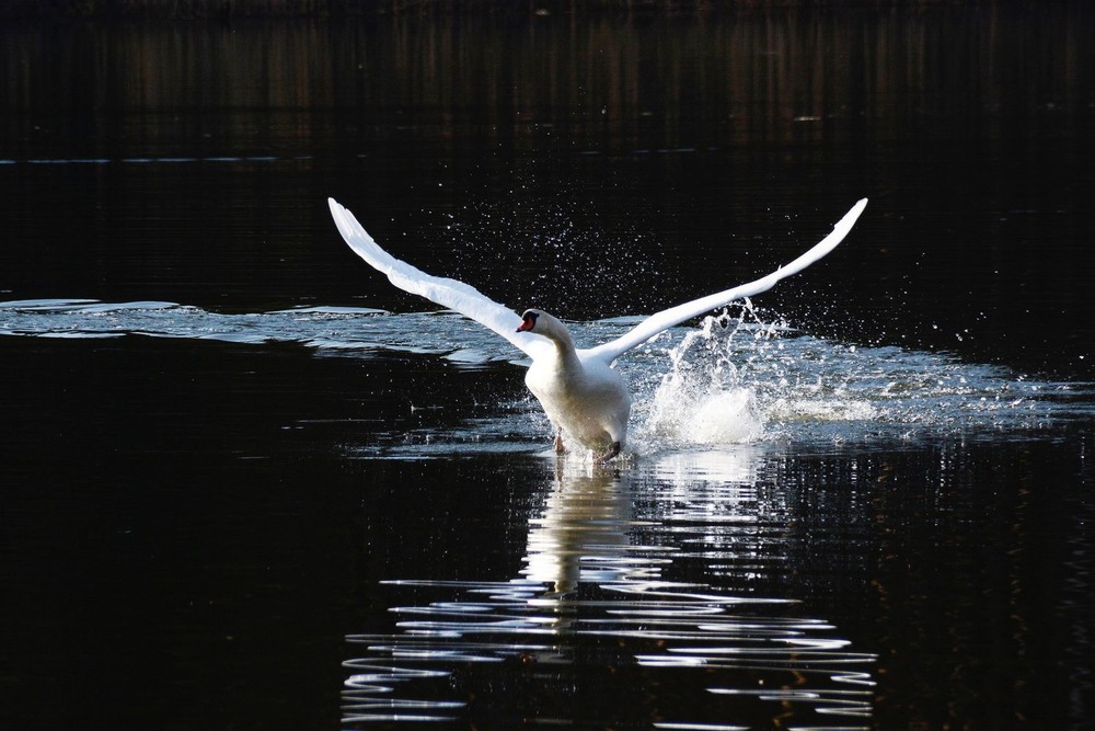 Фотографія Сказка о царевне-лебеди / geokon (Александр) / photographers.ua