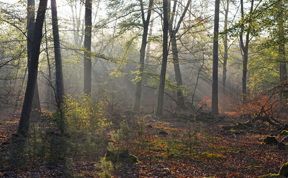Фотографія Утро в лесу / geokon (Александр) / photographers.ua