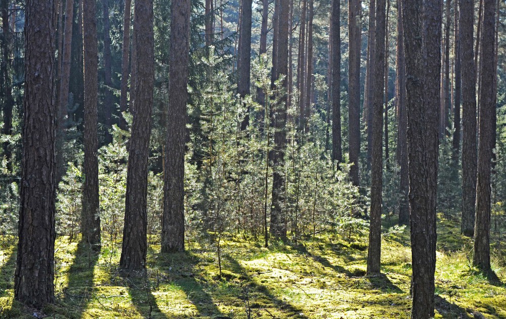 Фотографія Утром в лесу / geokon (Александр) / photographers.ua