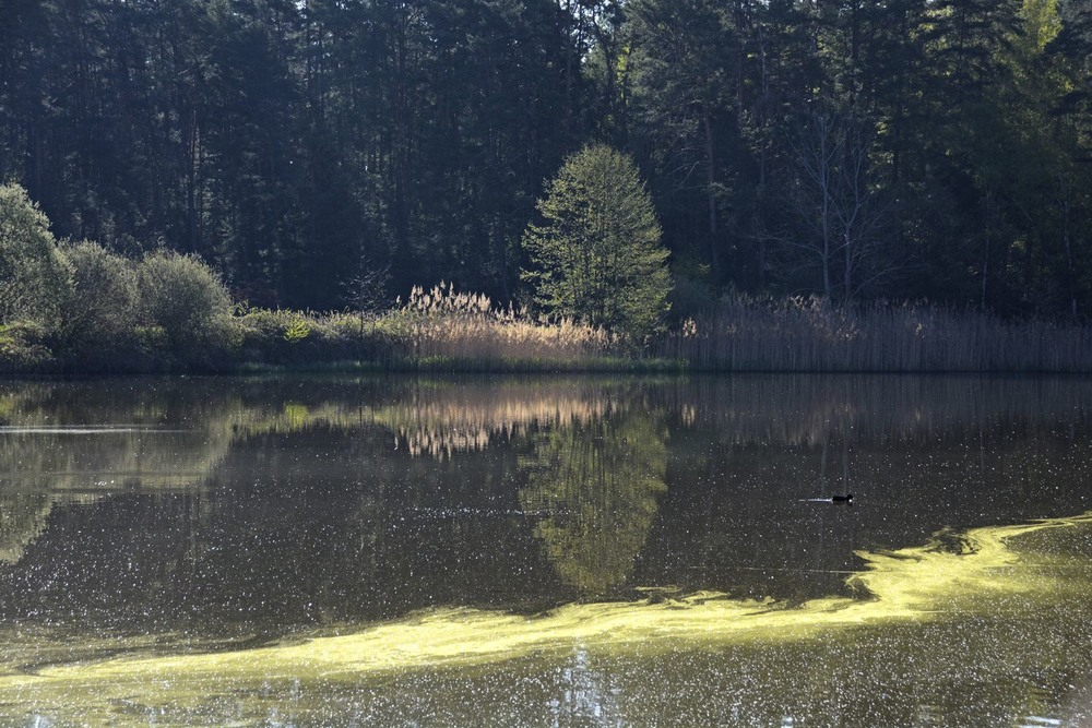 Фотографія Лето, утро, пруд, лес / geokon (Александр) / photographers.ua