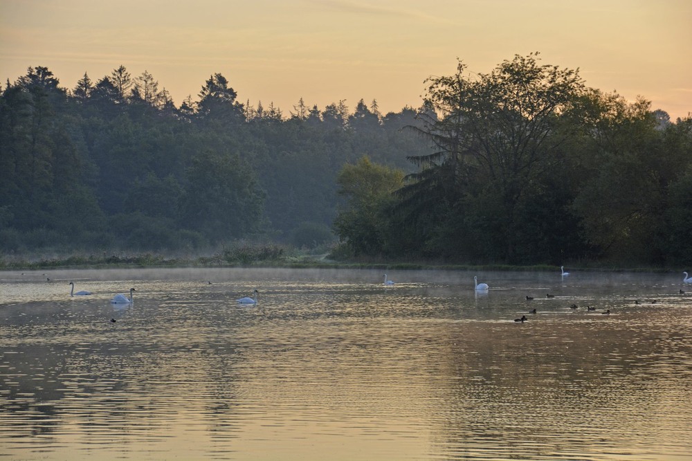 Фотографія Ранок на лебединому озері / geokon (Александр) / photographers.ua