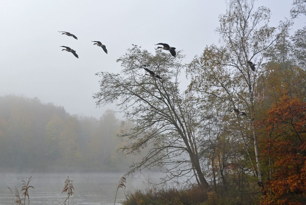 Фотографія Летят перелётные птицы... / geokon (Александр) / photographers.ua