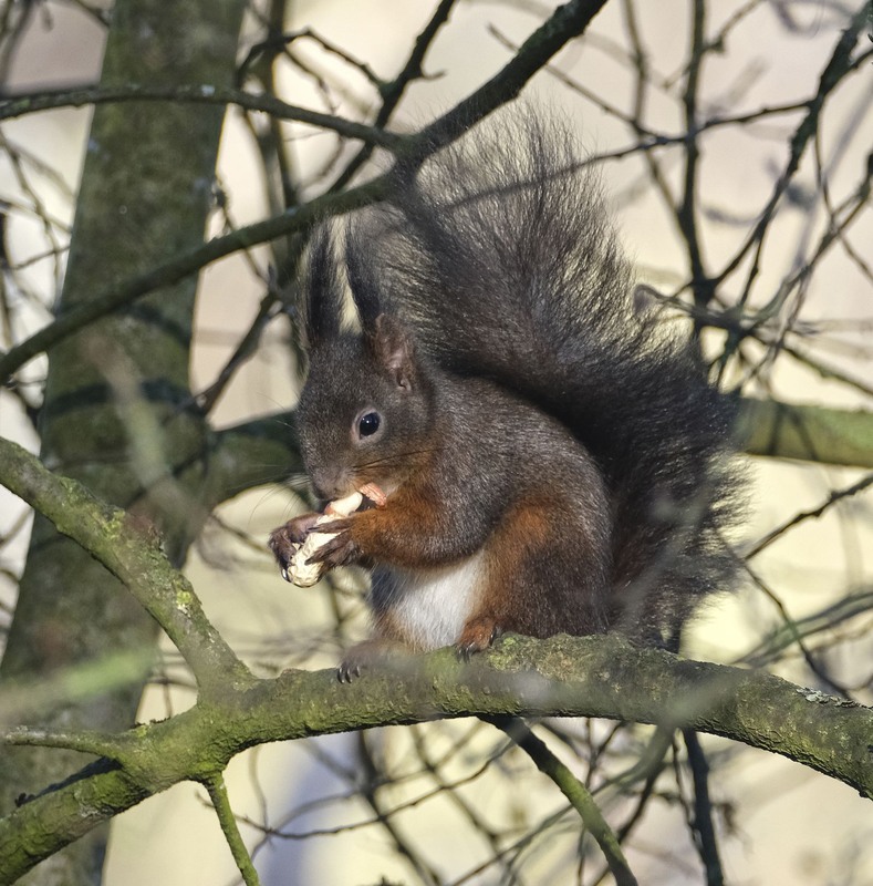 Фотографія Портрет вивірки з "бананом" / geokon (Александр) / photographers.ua