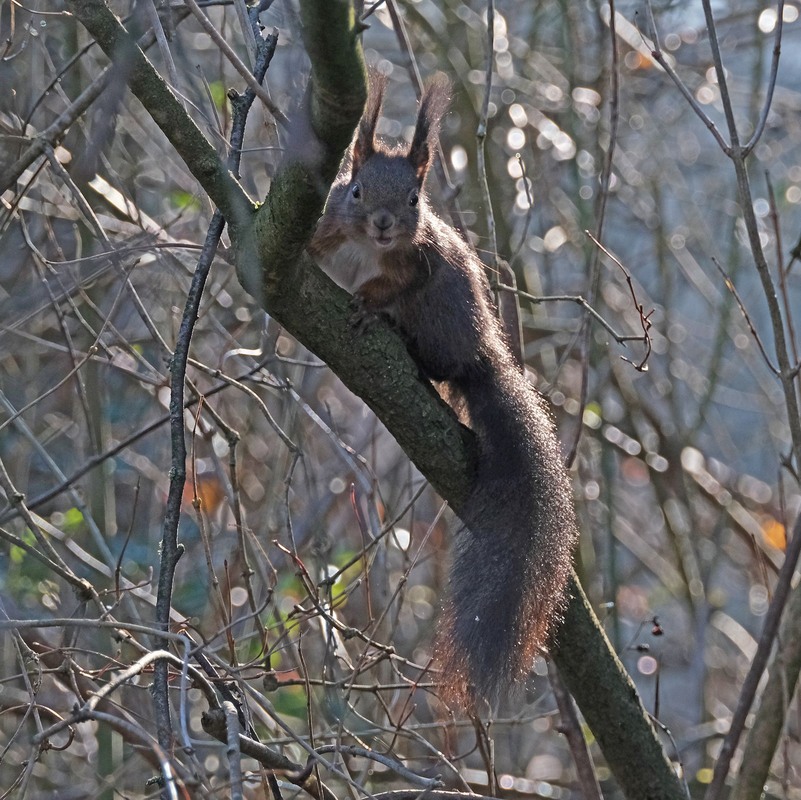 Фотографія Сонячна вивірка / geokon (Александр) / photographers.ua