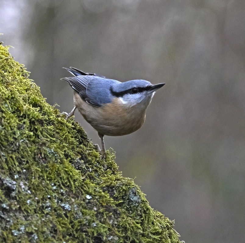 Фотографія І хто проти мене?! / geokon (Александр) / photographers.ua
