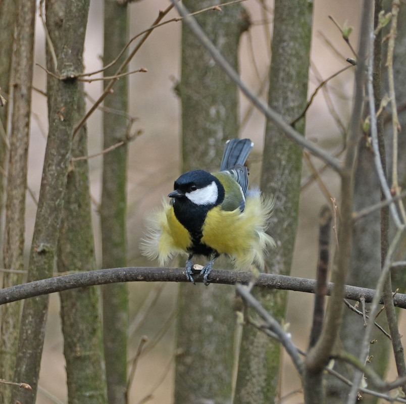 Фотографія Бойова трансформація / geokon (Александр) / photographers.ua