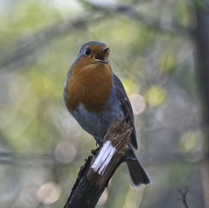 Фотографія Концерт / geokon (Александр) / photographers.ua