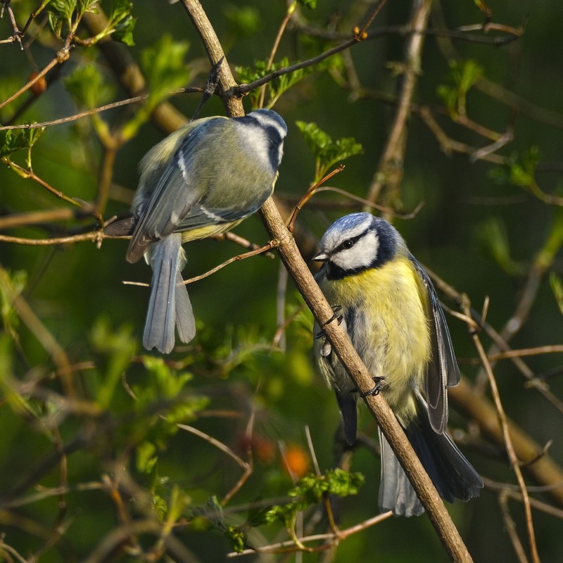 Фотографія Приватна розмова / geokon (Александр) / photographers.ua