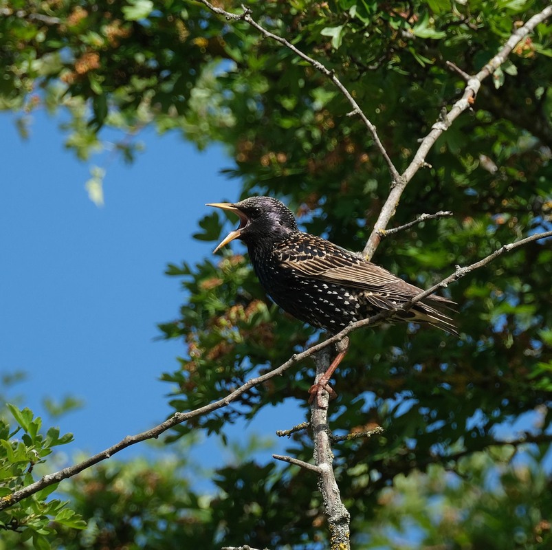 Фотографія Лучано / geokon (Александр) / photographers.ua