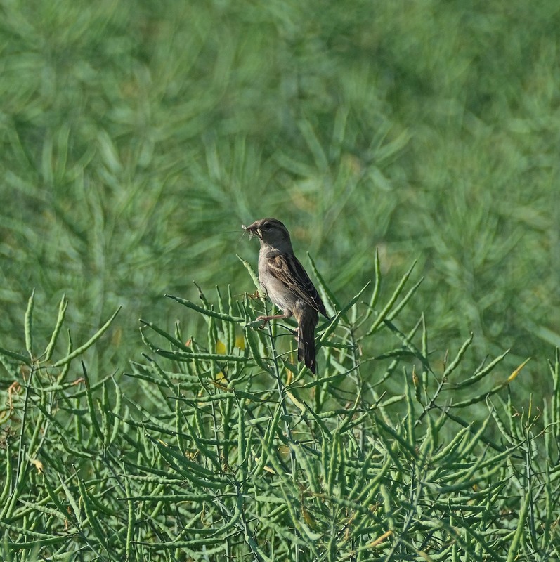 Фотографія Про страшних хижих горобців / geokon (Александр) / photographers.ua